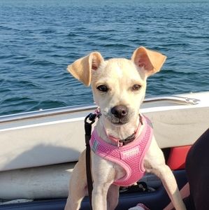 Harness And Toenail Clipper Bundle